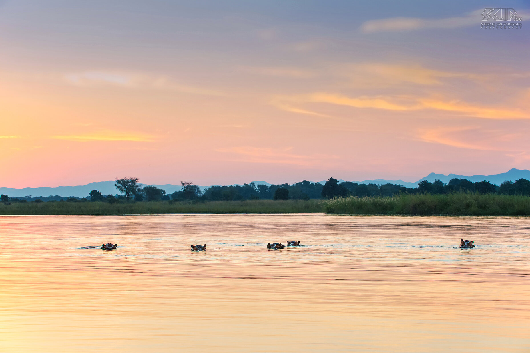 Lower Zambezi - Nijlpaarden bij zonsondergang De Zambezi rivier heeft de hoogste dichtheid van de nijlpaarden en krokodillen: 33 nijlpaarden en zes volwassen krokodillen per kilometer. Overal kan je groepen nijlpaarden vinden. Het zijn vegetarische dieren en grazen vooral ‘s nachts. Het nijlpaard brengt het grootste deel van de dag door in of vlak bij het water. Stefan Cruysberghs